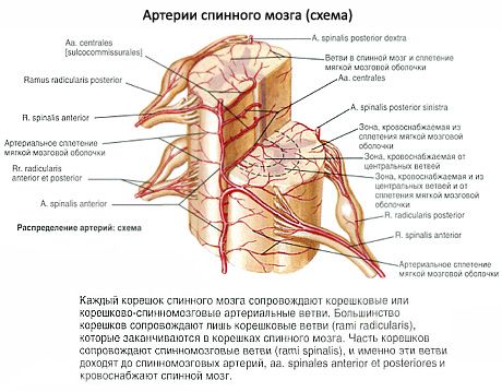 Rygmarv