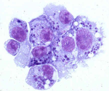 Årsagsager til human anaplasmose (familie Anaplasmataceae) Årsagsager til human anaplasmose (familie Anaplasmataceae)