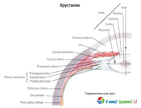 Krystallinsk linse. Strukturen af den krystallinske linse.