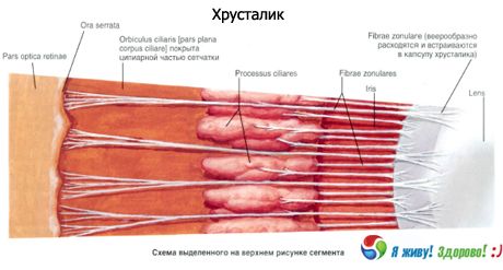 Krystallinsk linse. Strukturen af den krystallinske linse.