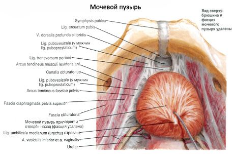 Urinblære (vesica urinaria)