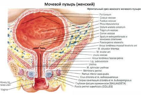 Urinblære (vesica urinaria)
