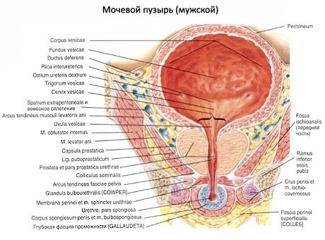 Urinblære (vesica urinaria)