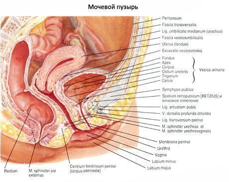 Urinblære (vesica urinaria)