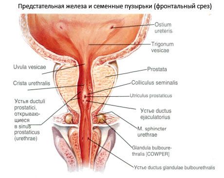 Prostatakirtlen (prostata)
