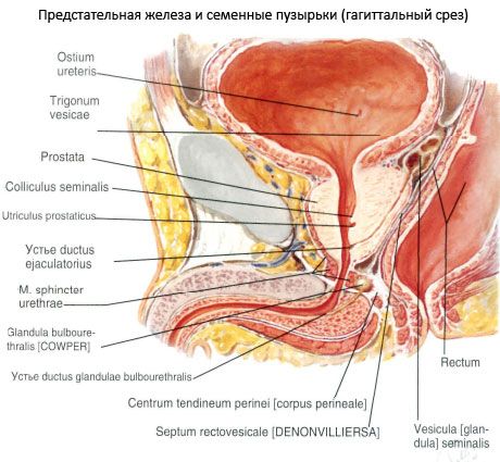 Prostatakirtlen (prostata)