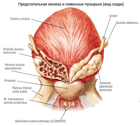 Prostatakirtlen (prostata)